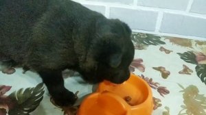 Мама убежала ! ЧЕМ КОРМИТЬ ЩЕНКА? Жизнь в деревне.