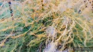 Необычное утро на даче/Амарант,клубника цветет в октябре.