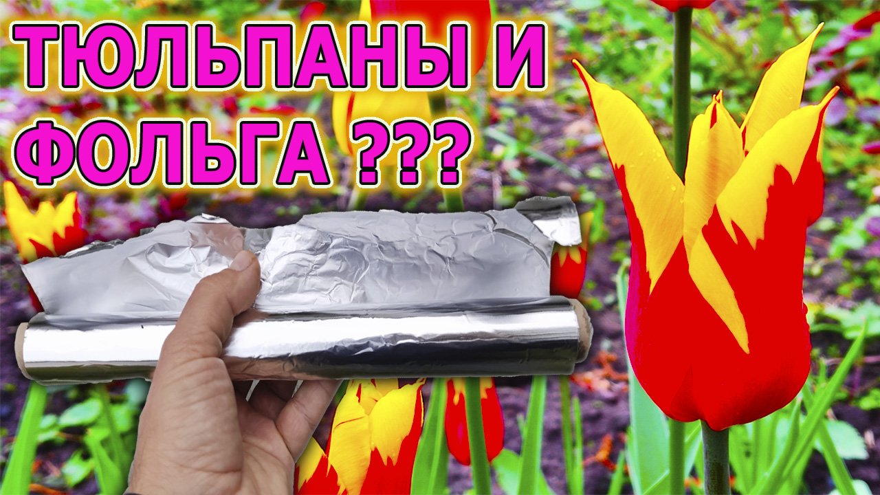 Тюльпаны уход и выращивание на даче. Зачем тюльпанам фолька и как не потерять редкий сорт тюльпанов.