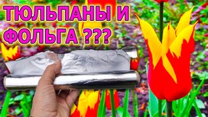 Тюльпаны уход и выращивание на даче. Зачем тюльпанам фолька и как не потерять редкий сорт тюльпанов.