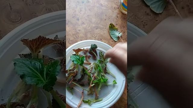 Можно ли укоренять черенки увядающей бегонии в октябре? /осеннее черенкование клубневой бегонии смотреть онлайн