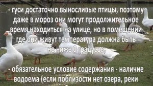 Разведение гусей как бизнес, обзор