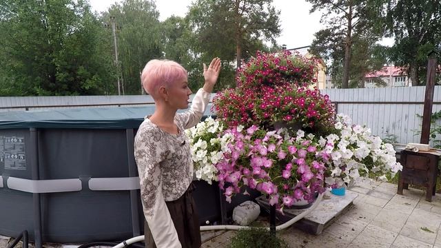 ПЕТУНИЯ БЛАНКЕТ НА ПЕТУНИЕВОМ ДЕРЕВЕ.ОДЕЯЛО ИЗ ЦВЕТОВ.2021