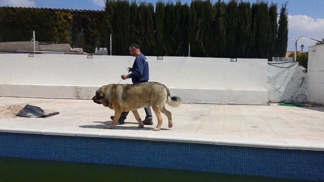 Mastín español 90 cm 130 kg. Испанский мастифф 90 см в холке 130 кг