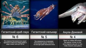 УЖАСНЫЕ ОБИТАТЕЛИ ГЛУБИН, Большие Монстры Океана!