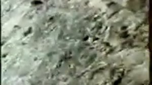 Охота Беркута на оленя