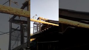 Содержание бойных бакинских голубей в Забайкалье.