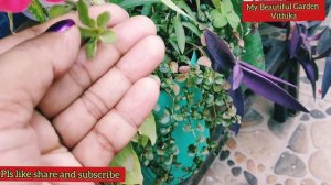 How to collect seeds fo Petunia plant || Collecting seeds of petunia/Petunia Seeds इस तरह save रखें