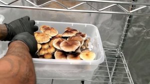 How To Harvest & Dry Mushrooms - Uncle Ben's Tek (My First Time)