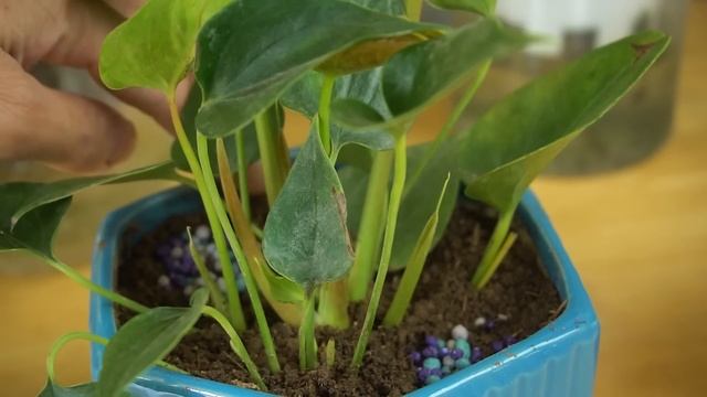 How to propagate anthurium quickly with flower branches | anthurium plant смотреть онлайн