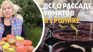 Главное о рассаде томатов: как и когда сажать, как проверить семена на всхожесть, чем обработать