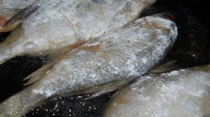 Жареные подлещики