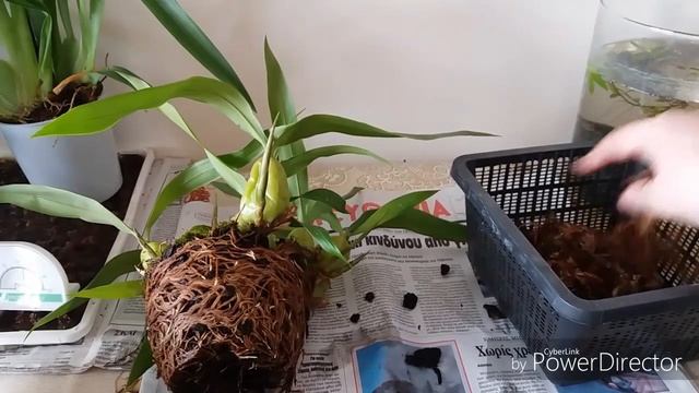 Целогина Кристата.Пересадка. смотреть онлайн