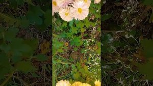 Что будет, если шаровидную хризантем у мультифлора выращивать на одном месте 2 года без пересадки