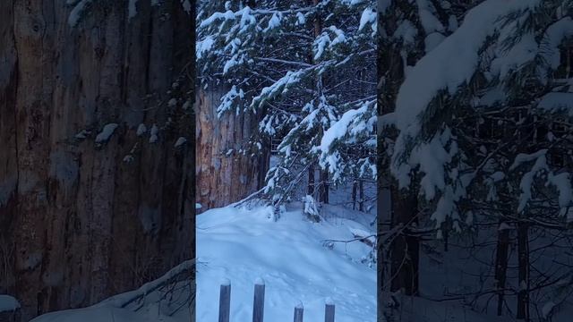 Встреча с медведем в зимнем лесу