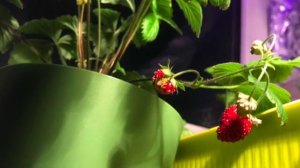 ? Земляника ? зимой на балконе ?☃️