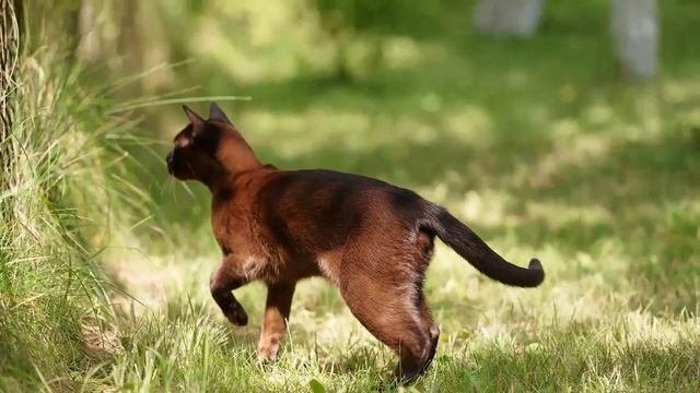 EXTREME Relaxation Music For Cats - Music To Relax Cats, Deep Relaxation, Stress Relief ♬