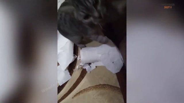 ПРИКОЛЫ С ЖИВОТНЫМИ / СМЕШНЫЕ ЖИВОТНЫЕ / ЗАБАВНЫЕ КОТЫ / ДО СЛЕЗ / ПРИКОЛЫ 2021 #6
