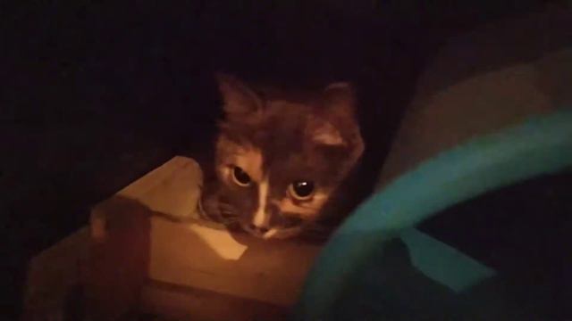 КОШКА ИГРАЕТ Я РЖАЛ ПОЛ ЧАСА, А СМЕШНЫЕ ЖИВОТНЫЕ, КОТЫ СОБАКИ И ДРУГИЕ приколы смотреть онлайн