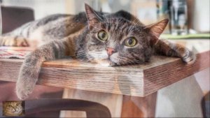 Как Отучить Кота от Вредной Привычки Гулять по Обеденному Столу