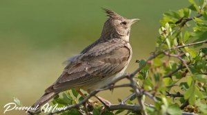 Музыка лечит бессонницу, полезна для сердца и успокаивает нервную систему?Музыка успокаивает душу 0