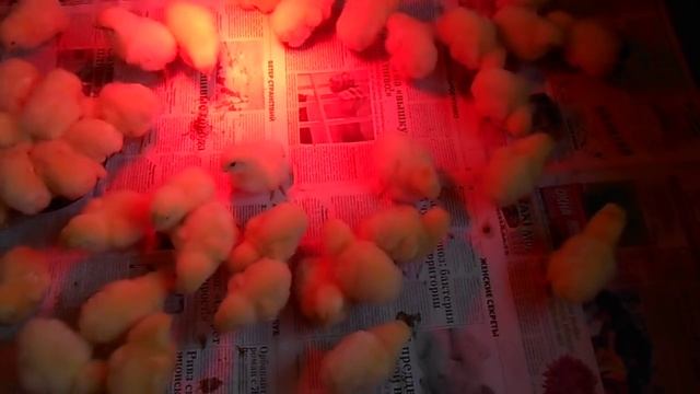 Выращивание бройлеров РОСС-708(самый быстрорастущий бройлер) без применетия комбикорма ч.1 смотреть онлайн