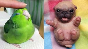 Веселые и Смешные животные, которые поднимут настроение!