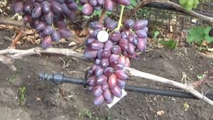 Дамские пальчики - самый популярный виноград