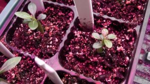 Адениум ровно месяц после посадки семян .Adenium obesum.Adenium arabicum