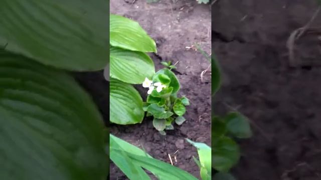 Садовые растения, петунии . Хоста -  – королева декоративнолистных #shorts Garden plants,  Hosta