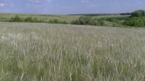 Ковыль цветёт