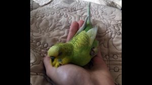 Почему попугайчик сидит на одной лапе? Травма или норма? Разбираемся!