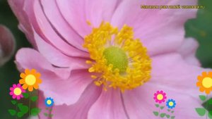 Анемона японская Монт Роуз. Краткий обзор, описание характеристик anemone japonica Mont Rose