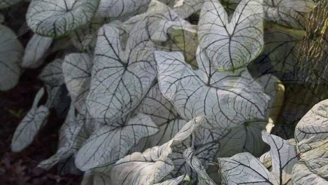 Allure смотреть онлайн