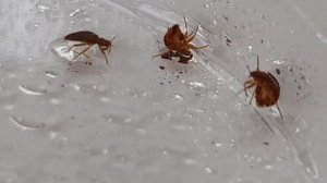 Винная кислота убивает клопов?! Эксперимент