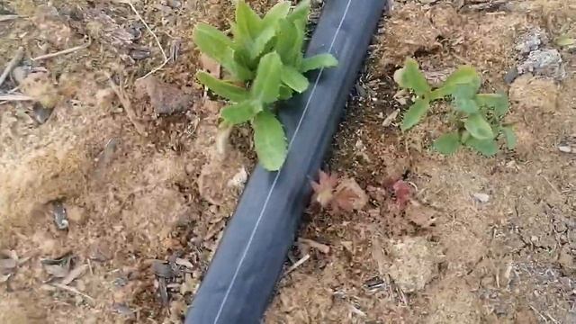 выращивание ежевики, размножение ежевики корнями смотреть онлайн