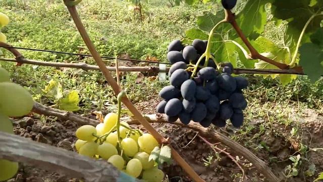 Сорт винограда Ландыш и сеянцы новинки 17 августа 2022. Виноградник Щереденкова В. А смотреть онлайн