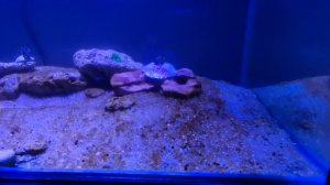 Циано бактерии в морском аквариуме.