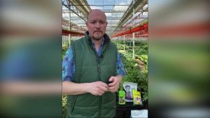 Многолетники для тени Астильба Прямой эфир в Инстаграм