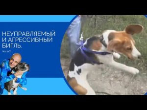 Неуправляемый и агрессивный бигль(Часть 2)