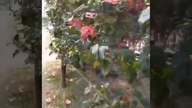 Himuro camelia garden смотреть онлайн