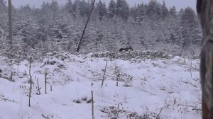 Загонная охота на лося