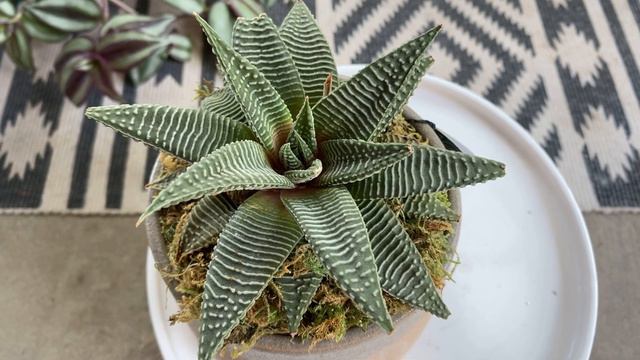 #retosucusvariegadas cual te gusta más ❤️? смотреть онлайн