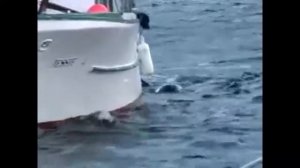 Касатка играет с собакой.