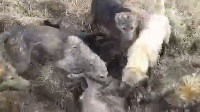 Охота волков шилк смотреть онлайн