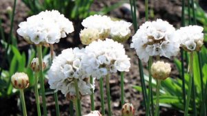 Моя рассада многолетних цветов ???Армерия, Обрита, Гипсофила, Арабис, Иберис и Левизия???