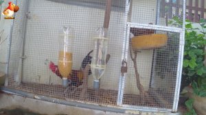 Способ кормить кур в клетке на изоляции