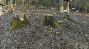 Притравка бретон-эпаньола по кабану. EPAGNEUL BRETON