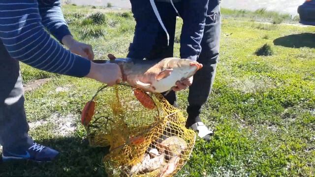 пруд Черноморец 26.05.2018г. карп на 6кг смотреть онлайн