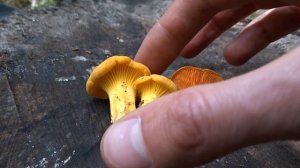 Лисичка настоящая VS Лисичка ложная. Как отличить?